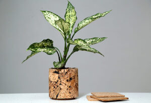 Eco friendly Cork Planter a need of hour-Your Eco conscious choice